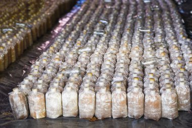 Mantar çiftliği / büyüyen için plastik torba organik istiridye mantar ve shiitake Mantar küf, mantar çiftliği tarım