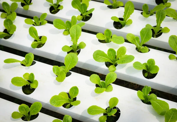 Sistema Hidropônico Vegetal Salada Verde Nova Fresca Alface Cos Verde — Fotografia de Stock