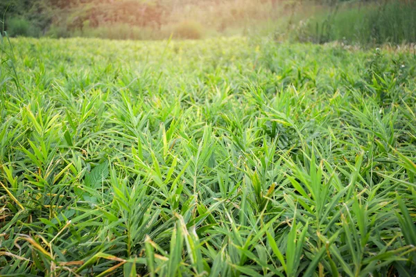 ginger plant tree / fresh ginger root plant crop on agricultural area on hill - young green ginger growing on field wait for harvest