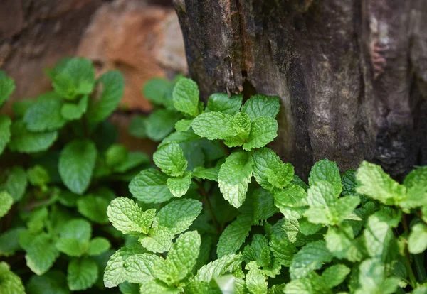 Hoja Menta Plantas Verde Hojas Menta Jardín Hierbas Alimentos Hoja — Foto de Stock