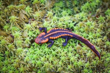 semender yeşil ecek Tarih / yaban hayatı sürüngen timsah semender lekeli turuncu ve siyah nadir hayvanların yüksek dağ rainforest - diğer adları semender Asya, Tylototriton verrucosus, Himalaya semender