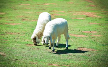 koyun / çim yeşil alanda - ilkbahar yaz üzerinde tarım tarım koyun otlatma güzel çiftlik koyun 