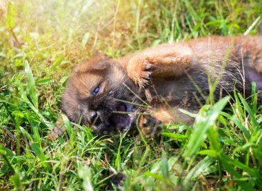 Çim sahası oynayan köpek yavrusu / sevimli köpek yavrusu parkta yeşil çim üzerinde yalan oynarken / kahverengi küçük siyah bebek köpek Asya Tayland açık havada bahçe