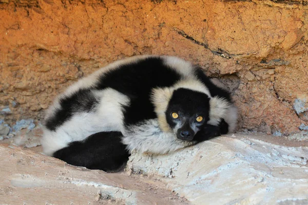 Wildlife Lemur Ring Tailed Lemur Wit Zwart Oog Gele Slaap — Stockfoto