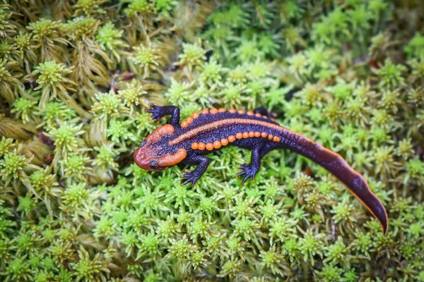 Zöld Mos Salamander Vadon Élő Állatok Hüllő Krokodil Salamander Foltos — Stock Fotó