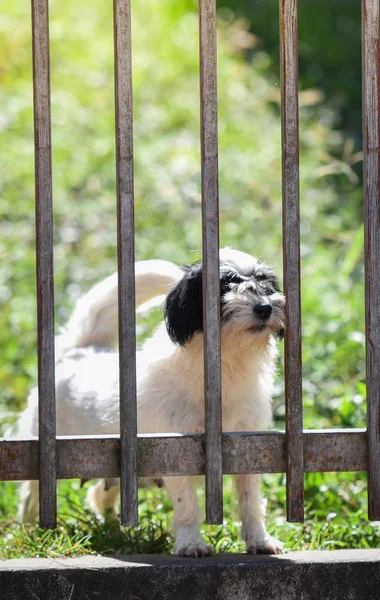 Dog in the fence / The dog looking outside waiting for the owne in fence front yard at home - sad dog animal pet