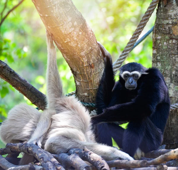 Gibbon Tree Hoolock Gibbon White Black Handed Gibbon Forest National — Foto de Stock