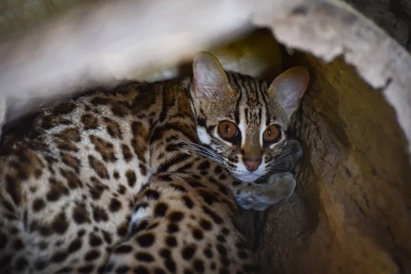 Leopard Cat Zbliżenie Leopard Cat Dziki Kot Leżący Wydrążonym Prionailurus — Zdjęcie stockowe