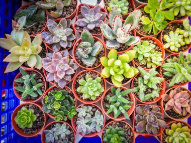 Minyatür etli bitki çeşitli güzel / etli bitki koleksiyonu Bahçe karışımı tencereye ayarla ev Echeveria bahçedeki kaktüs çiftliği tarım sera bahçe bitki kaktüs tencerede süslemeleri 