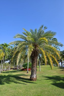 palmiye ağacı Park bahçe / güzel palm mavi gökyüzü arka plan - hurma ağacı üzerinde Bahçe ve çiçek tropikal bitki