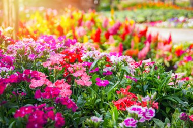 Renkli bahçe çiçek / Multi renk yeşil çim renkli peyzaj bitki ve çiçek çiçek açan yay Dianthus Celosia argentea veya Plumed cockscomb çiçeği ile Bahçe arka plan seçici odak üzerinde