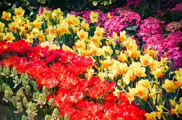 Tulppaanit Tausta Värikäs Tulppaanit Puutarha Koristelu Punainen Keltainen Vihreä Kasvi — kuvapankkivalokuva