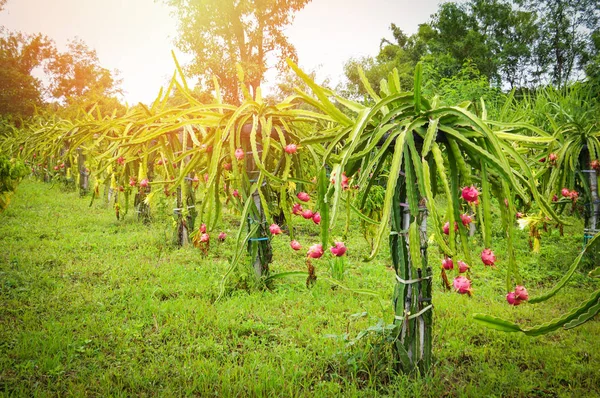 dragon fruit tree garden / dragon fruit plant growing in field farm agriculture on hill - Pitaya fruit tree tropical fruit garden