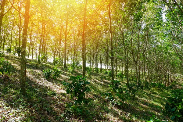 ゴムのプランテーション農業ゴムの木アジアと日光の丘の上の森 タイでゴム プランテーション混合農業植物ツリーの下コーヒーの木と夕日 — ストック写真