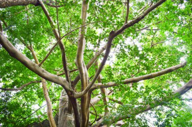 Büyük ağaç Ficus Dutgiller taş sabah güneş ışığı / büyük Moreton Bay İncir Ficus macrophylla ağaç