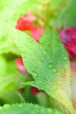 Damla doğa yaprağı yeşil - sabah kadar fabrikayı kapatma