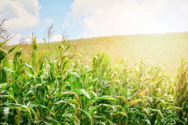 Mısır ağaç ile Mısır alan büyümek çiftliği tarım alanında / yeşil alan arka plan üzerinde üzerinde gündoğumu