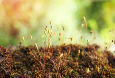 Ecek ve doğal yeşil arka planı üzerinde küçük bitkiler büyümek kapatmak