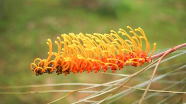 Grevillea çiçek sarı portakal ağacı yaz bahçesinde üzerinde / grevillea içinde çiçek çam ailesi