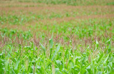 Mısır alan arka plan / yeşil mısır alan çiçek Mısır ile tarım alanında büyüyor