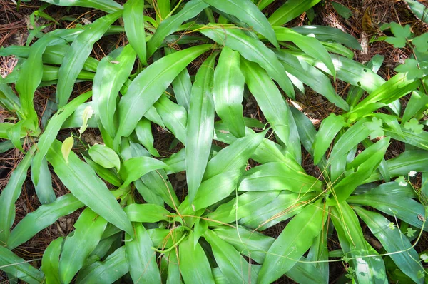 Groene Bladeren Vloer Bos Plant Hippeastrum Amaryllis Poaceae — Stockfoto
