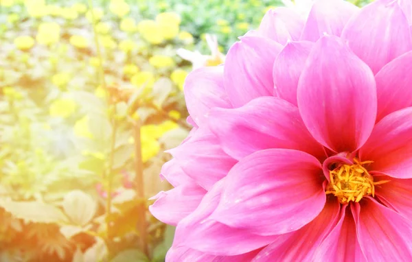 Hot Rosa Dalia Fiore Calendula Fiore Rosa Fioritura Nel Giardino — Foto Stock