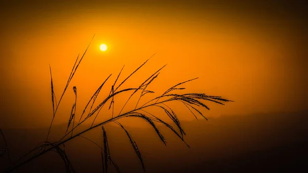 Sunrise rising dramatic / Wild grass nature sunrise With dew droplet on mountain view golden sky in the morning
