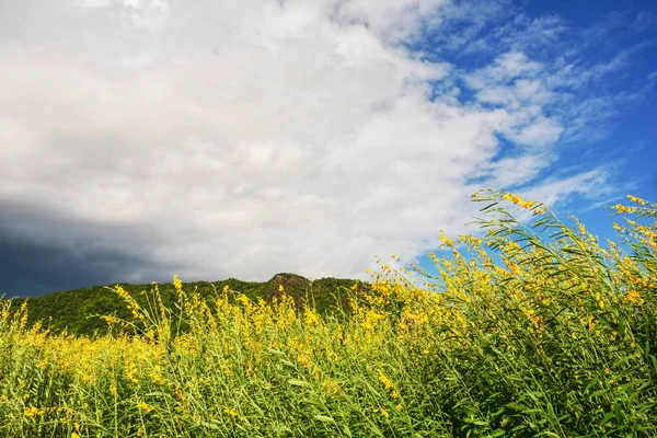 Gelbes Feld Blauem Himmel Und Berghintergrund Schöne Landschaft Frühling Blume — Stockfoto
