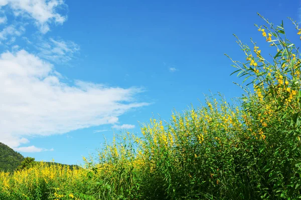 Gelbes Feld Blauem Himmel Und Berghintergrund Schöne Landschaft Frühling Blume — Stockfoto