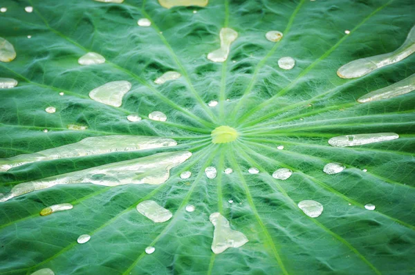 エキゾチックな自然に水の滴を蓮の葉 緑の背景のテクスチャの葉ウェット液滴 — ストック写真