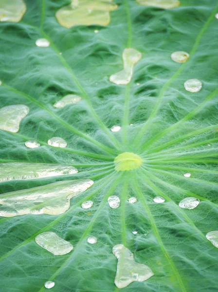 Lotus Feuilles Avec Des Gouttes Eau Dans Exotique Naturel Texture — Photo