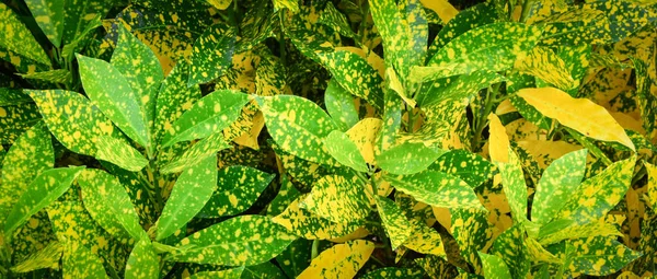 クロトン植物 緑と黄色クロトン庭の背景の葉 — ストック写真
