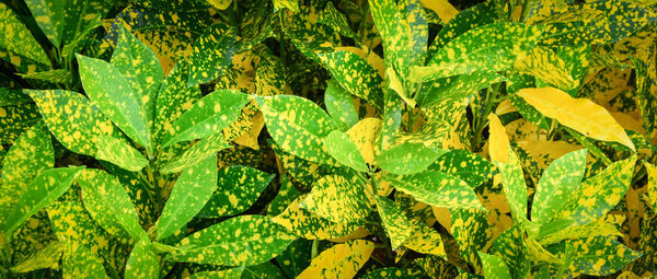 Croton plants - Green and yellow croton garden leaves in background
