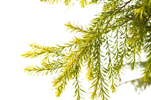 Foglia Pino Isolata Fondo Bianco Chamaecyparis Pisifera Famiglia Dacrydium Elatum Immagine Stock