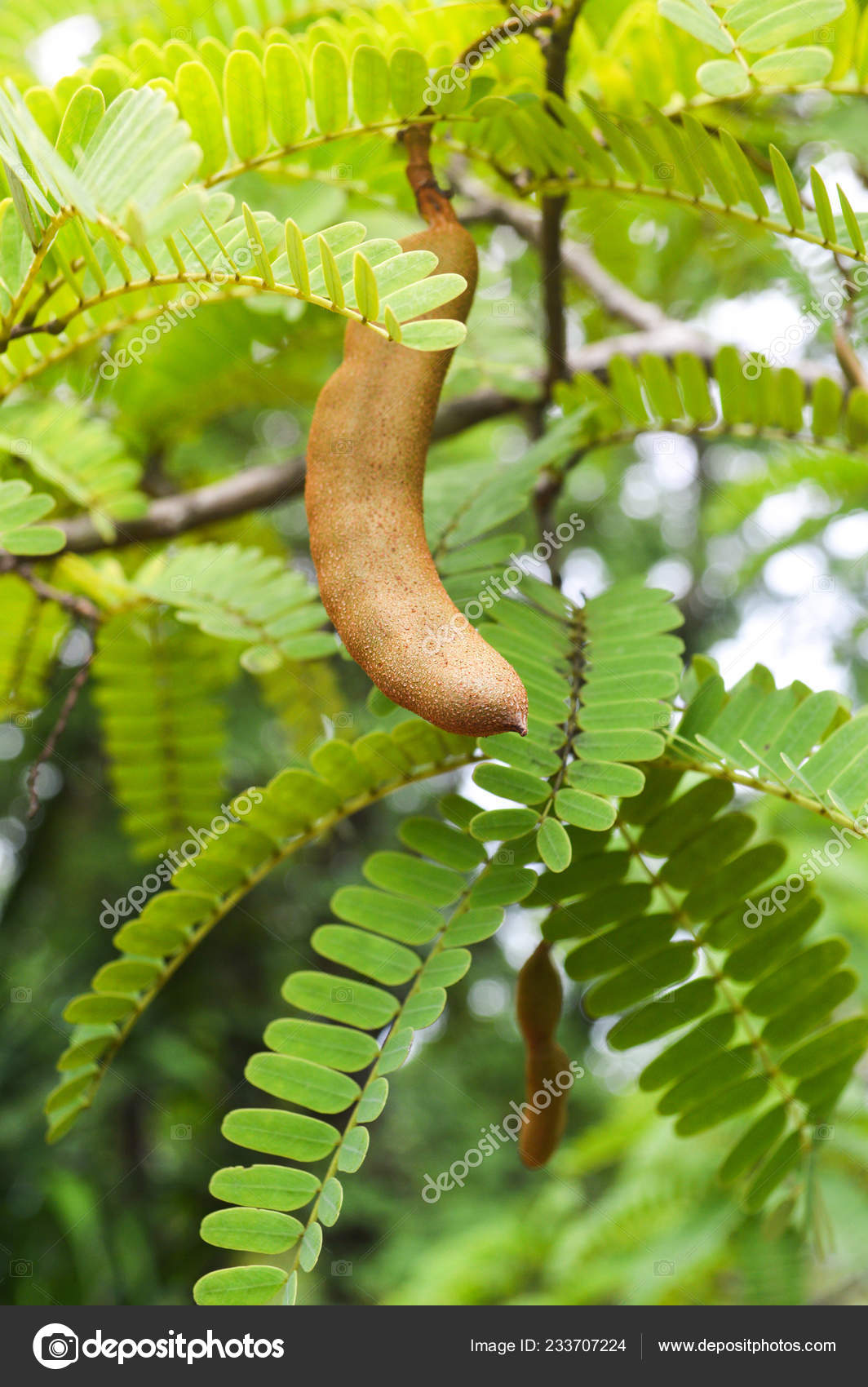 Tamarind Tree Young Raw Tamarind Fruit Hang Tamarind Tree Garden Stock Photo Image By C Poringdown Gmail Com