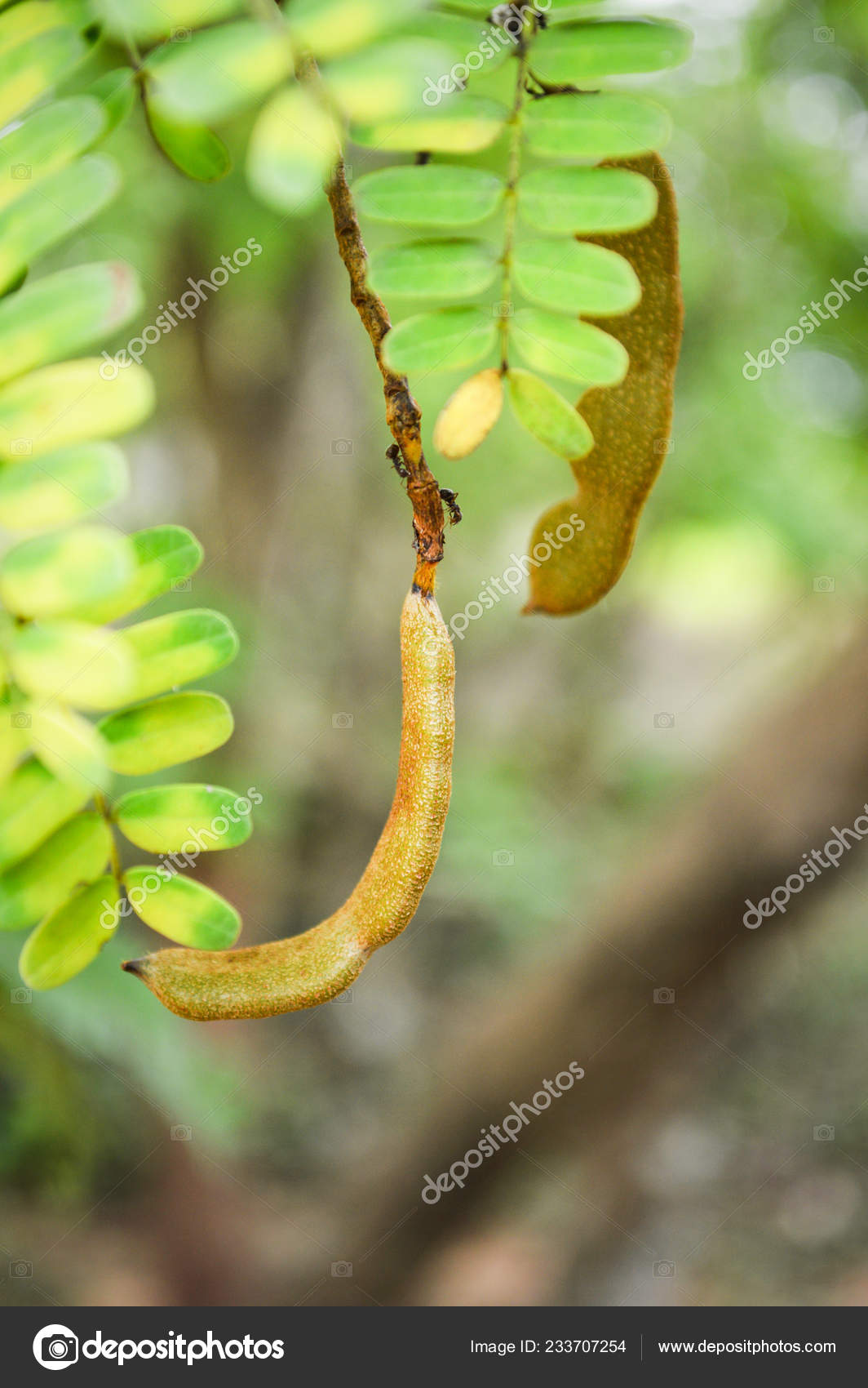 Tamarind Tree Young Raw Tamarind Fruit Hang Tamarind Tree Garden Stock Photo Image By C Poringdown Gmail Com