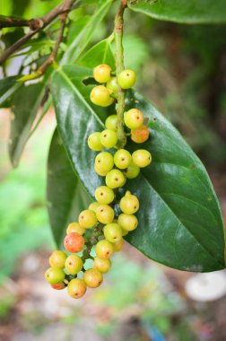 Taze antidesma thwaitesianum meyve yeşil berry ağaç doğa üzerinde yeşil yaprakları ile
