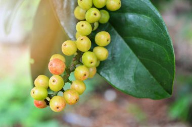 Taze antidesma thwaitesianum meyve yeşil berry ağaç doğa üzerinde yeşil yaprakları ile