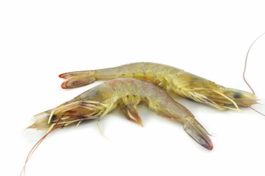 karides kokteyl izole / taze çiğ karides beyaz arka plan üzerinde - beyaz karides karides yemek için yalıtmak. 