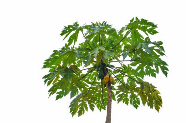 Beyaz arka plan üzerinde Papaya ağaç izole / yeşil papaya meyve ile ağaç yaprakları