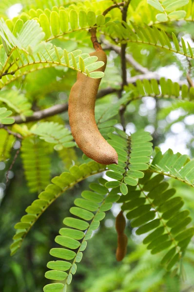 Tamarind on tree / young raw tamarind fruit hang on the tamarind tree in the garden tropical fruit with nature green background