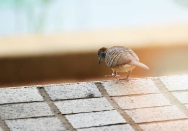 Zebra kumru kuşu parkta yürüyüş / kuş Geopelia striata Columbridae ailesi