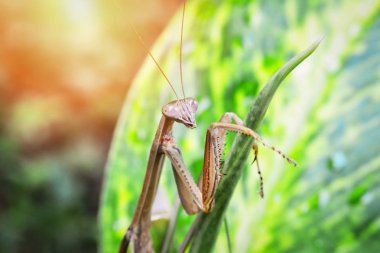 Mantis yaprak niteliğine - Mantis bileğinde ailesindeki muhtemelen Spondromantis viridis / sevimli böcek - makro böcek