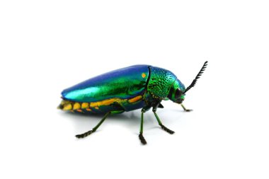 Beyaz arka plan üzerinde mücevher böceği izole / yeşil böcek mücevher böcek ve diğer metalik ahşap sıkıcı beetle, Buprestid isimleri