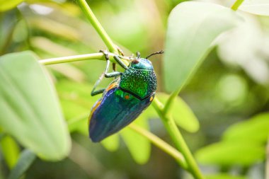 Mücevher böcek doğa üzerinde ağaç yaprak üzerinde / yeşil böcek mücevher böcek ve diğer metalik ahşap sıkıcı beetle, Buprestid isimleri