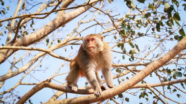 maymun ağaçta / güzel erkek maymun ağaçta yiyecek arıyor - yaygın Asya maymunu kahverengi kürkü (Macaca fascicularis)