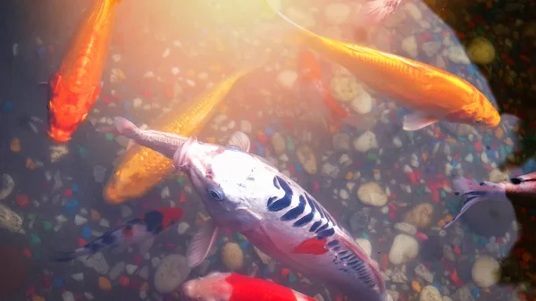 Ikan Oranye Koi Ikan Mas Atau Ikan Koi Berenang Kolam — Stok Foto