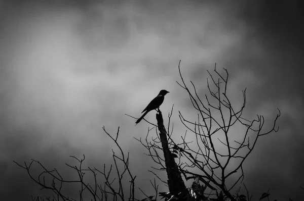 crow on branch the tree / Bird black crow on dead tree in Monochrome
