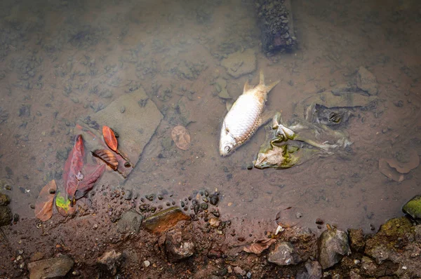 Peces Muertos Flotando Superficie Las Aguas Oscuras Del Río Contaminación —  Fotos de Stock