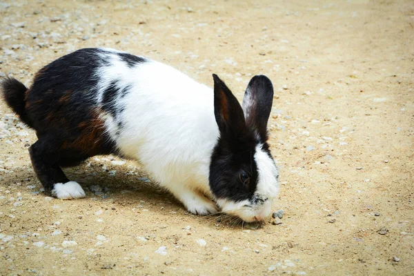 black and white Rabbit eating at farm / Rabbit animal pets